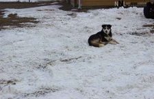 nsa-fort-severn-dog-by-band-office