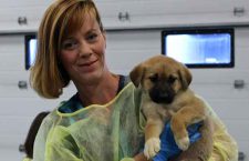 nsa-northern-dog-6