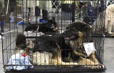 nsa-northern-dogs-3