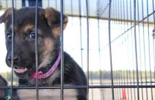 north-star-air-dog-rescue-3