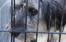 north-star-air-dog-rescue-5