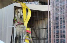 north-star-air-dog-in-crate-peterbourough