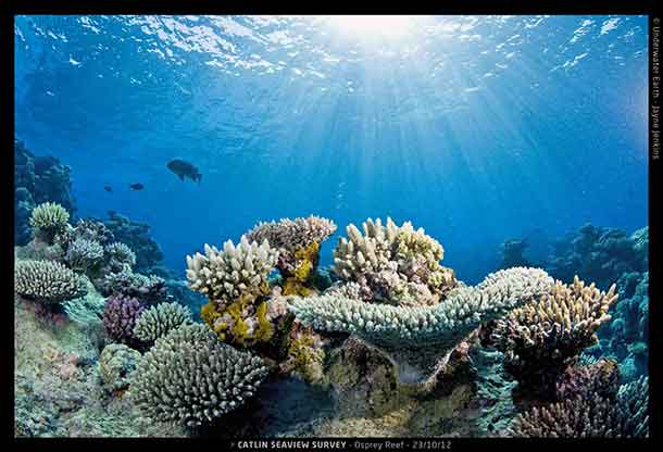 Coral reefs, like the Osprey Reef off Northeastern Australia, will bear the brunt of rising temperatures, jeopardizing the lives and economic prosperity of people who depend on reefs for tourism and food. CREDIT: Jayne Jenkins, Catlin Seaview Survey