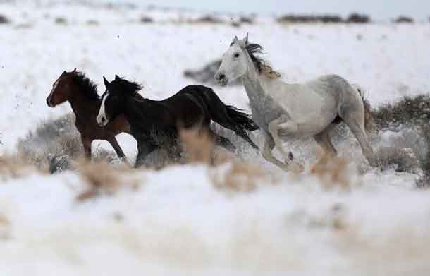 Wild horses attempt to escape being herded into corrals by a helicopter during a Bureau of Land Management round-up outside Milford, Utah, U.S., January 8, 2017. REUTERS/Jim Urquhart SEARCH 