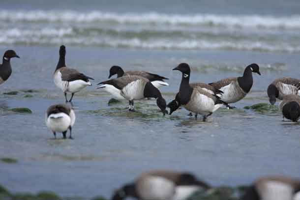 Light-bellied Brent geese are shown. CREDIT: Kendrew Colhoun
