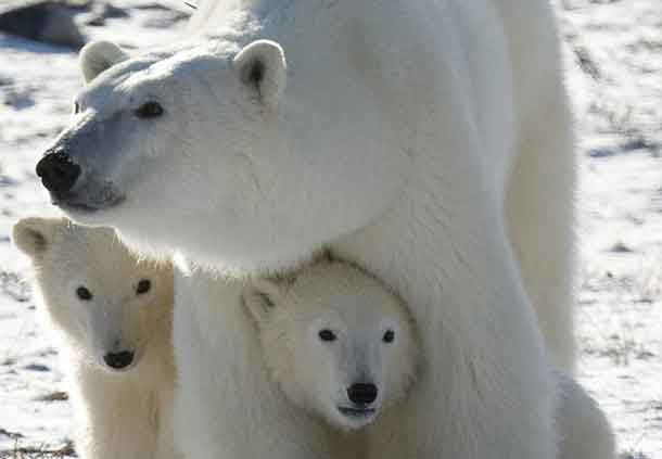 A Polar Bear mother and her two cubs are shown in Wapusk National Park, Canada. CREDIT: Environmental Toxicology and Chemistry