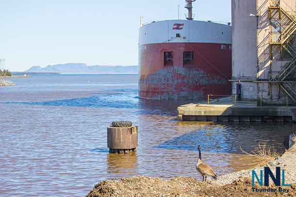 A Canada Goose looks out at the RT Hon Paul J. Martin a Canada Steamships Line freighter with the Sleeping Giant in the background.