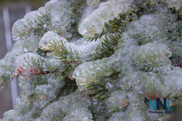 Pine needles frozen in ice - Nature is telling us to slow down?
