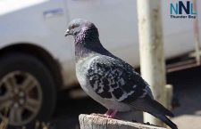 Pigeon-downtown-PA