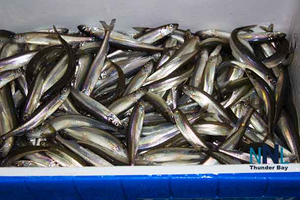 The tasty smelts are running in the local rivers
