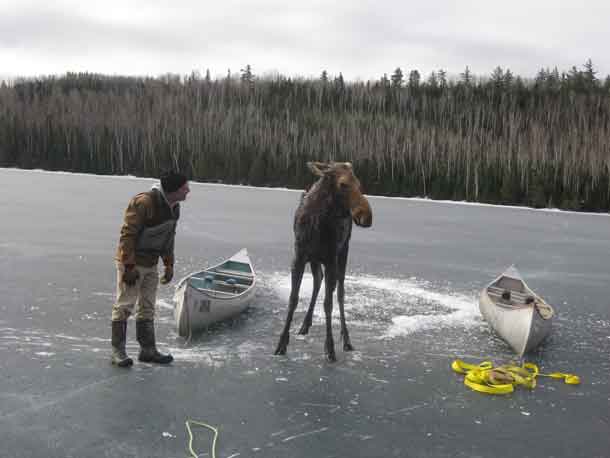 The moose whisperer Dave Seaton of Hungry Jack Outfitters – photo credit Jim Morrison.