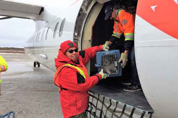 Ranger Rapheal Sutherland loads an evacuee's pet dog onto an evacuation plane.