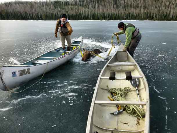  Pep talk - Jim Morrison (left) and Dave Seaton (right) encouraging the rescued moose to head to shore - photo credit Nancy Seaton.