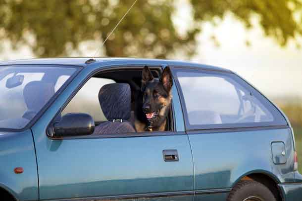 There is never a good excuse for leaving your pet unattended in a vehicle. On hot days, it only takes a few minutes to cause serious harm to your pet. (CNW Group/Canadian Animal Health Institute)