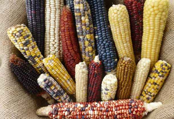 Maize diversity from the Native Seeds/SEARCH collection. This material relates to a paper that appeared in the Aug. 4, 2017, issue of Science, published by AAAS. The paper, by K. Swarts at Cornell University in Ithaca, N.Y., and colleagues was titled, 