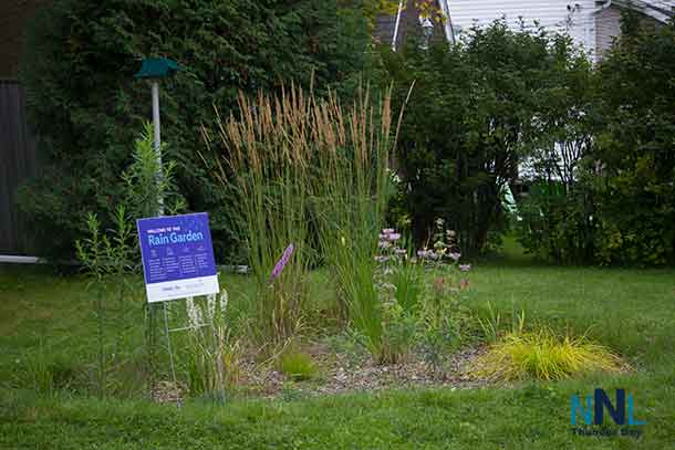 A rain garden is shaped like a bowl that soaks up runoff from a rooftop or other hard surface like a parking area. The rainwater is absorbed into the soil instead of flowing into a storm drain that empties into local streams. Rain gardens and other green infrastructure are often planted with wildflowers or other native perennials that provide homes and food for birds and insects.