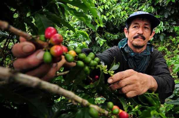 A coffee farmer picks fresh coffee cherries in Colombia. New climate research suggests Latin America faces major declines in coffee-growing regions, as well as bees, which help coffee to grow. CREDIT - Photo by Neil Palmer (CIAT).