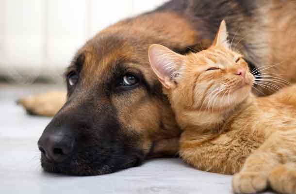 Science says dogs are smarter than cats. Do you agree?