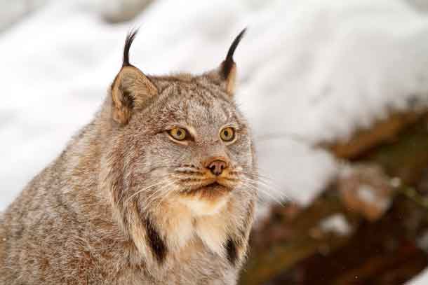 Canada lynx by Michael Zahra.