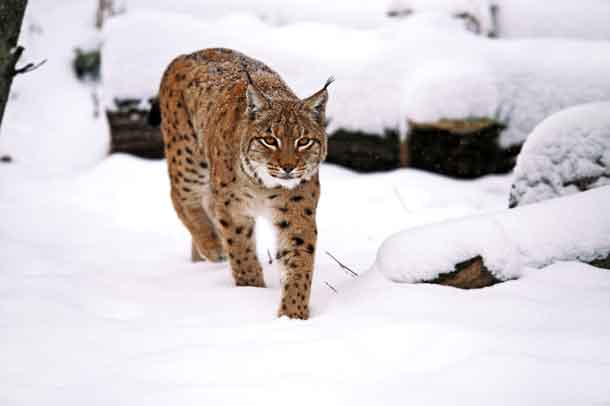 A Lynx in winter - Image Depositphotos.com