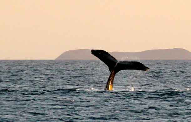 Tail of a whale