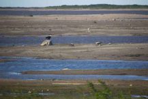 610-Bald-Eagle-on-Severn-Rivver-Near-Coast-in-Washaho-Cree-Natrion