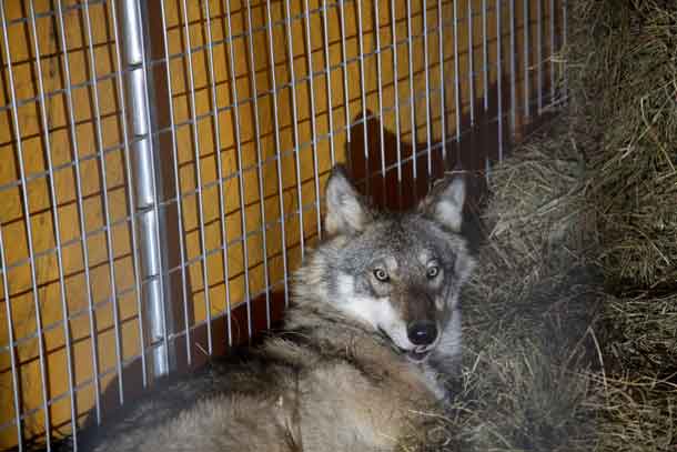 Credit: USFWS/Courtney Celley The male wolf in the holding facility before transport.