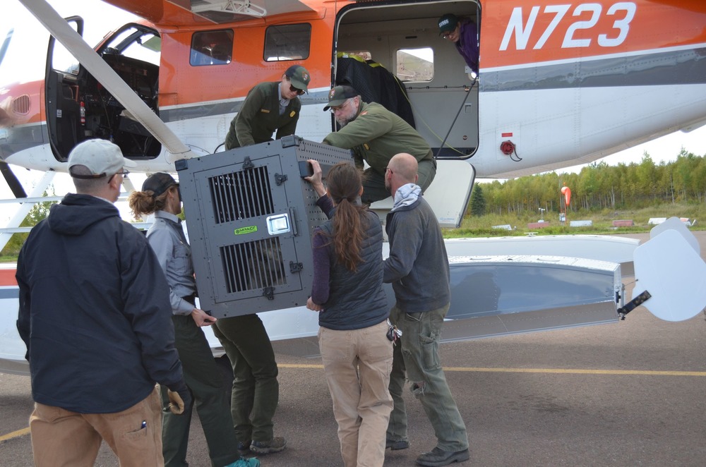 Credit: USFWS/Courtney Celley Project staff load a crated wolf into a seaplane for a flight to the island