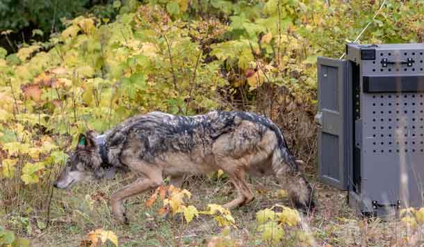 Photo by NPS - Jim Peaco. Wolf #3 leaving her crate on Oct.2. 