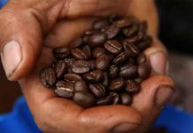 Landmark project to help Peru coffee farmers combat climate change A salesman shows roasted coffee beans at a stand at the Coffee Fair in Lima, Peru, August 25, 2017. REUTERS/Mariana Bazo
