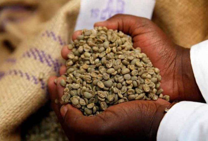 RCHIVE PHOTO: An employee shows coffee beans at the Central Kenya Coffee Mill near Nyeri, Kenya, March 15, 2018. REUTERS/Baz Ratner/File Photo