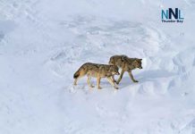 Isle Royale Wolf Emigrates to Northwestern Ontario Wolves on the ice - Image National Park Service