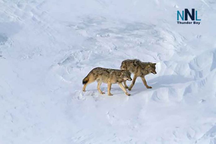 Wolves on the ice - Image National Park Service