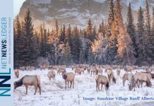 Canada investing $8 million for Banff National Park visitor reception and education in downtown Banff Elk in Banff National Park - Photo courtesy of Sunshine Village Ski Resort