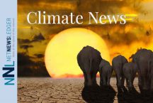 Climate-news-splash-elephants