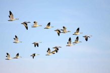 Flock-of-Snow-Geese-Depositphotos_8222078_l-2015
