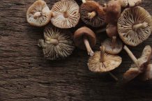 Mushrooms-Depositphotos_89666952_xl-2015