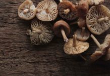 Beyond Coffee Breaks: Why Mushroom Bars are the New Office Superfood Mushrooms