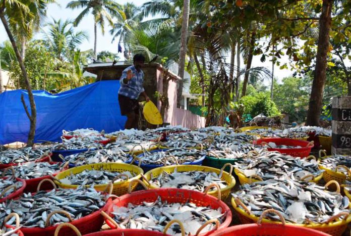 A fish trader stands in front of baskets of oil sardines, the sign of a good catch, at Chellanam Fishing Harbour, in Chellanam, India, January 17, 2019. Thomson Reuters Foundation/Colin Daileda