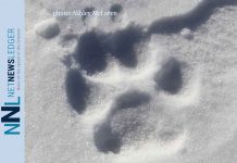 Wisconsin Wolf Hunt Struck Down Seven Canadian Wolves translocated to Isle Royale