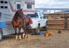 Horse Serum Still Outperforms Many Synthetic Options in Critical Lab Work Preakness Stakes Leaving Pimlico