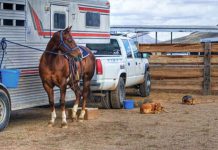 Horse Serum Still Outperforms Many Synthetic Options in Critical Lab Work Preakness Stakes Leaving Pimlico