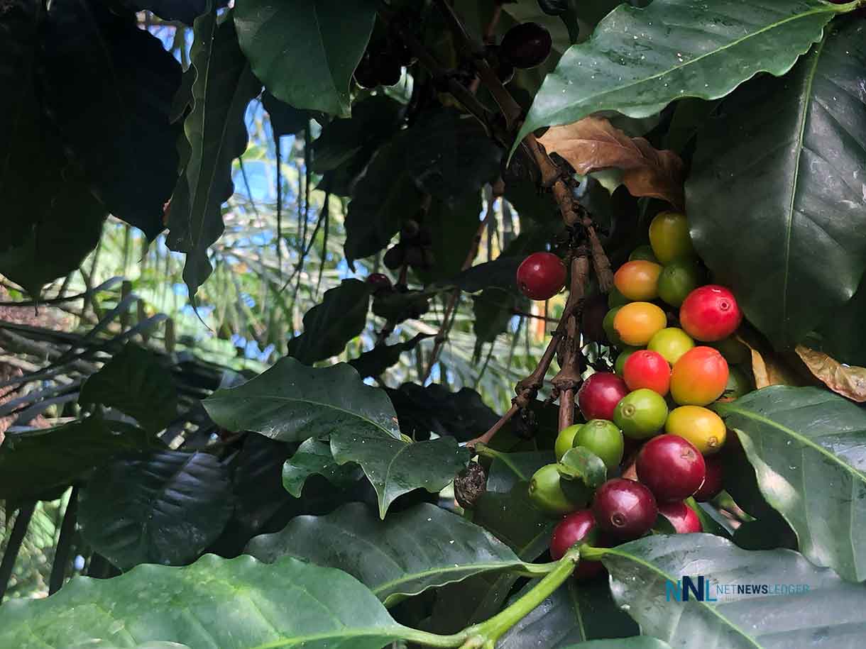 Coffee Beans Growing