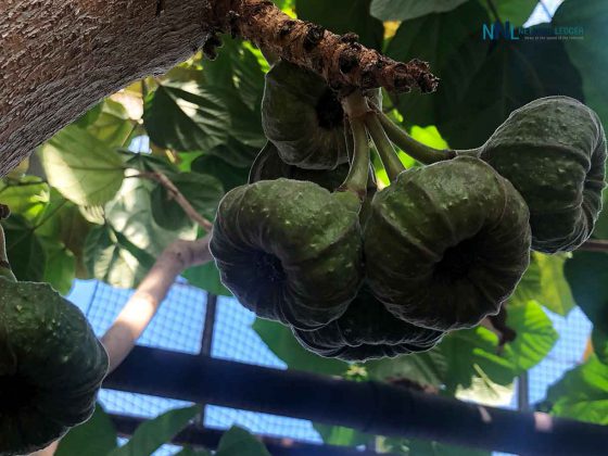Figs growing at the Centennial Conservatory