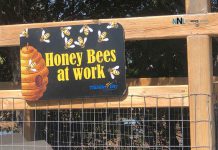 Save the Bees! Hold off on Spring Lawn and Yard Clean-up Honey bees at work at Thunder Bay Centennial Conservatory