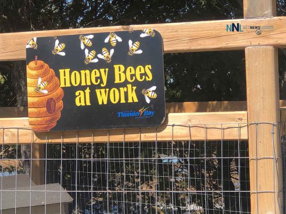 Honey bees at work at Thunder Bay Centennial Conservatory