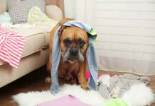 Caring and Grooming Guide for a Blue Mitted Ragdoll This destructive boy isn’t a “bad dog.” He is a fearful dog. Empathy is needed, not punishment. (Canadian Animal Health Institute)