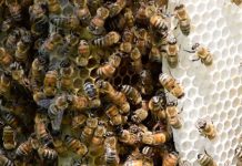 Keeping Bees at Bay Naturally The self-grooming behavior of wild honey bees like these can be affected by pesticides. CREDIT: University of Guelph