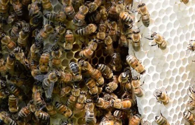 The self-grooming behavior of wild honey bees like these can be affected by pesticides. CREDIT: University of Guelph