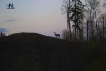 Deer-at-Terry-Fox-Lookout